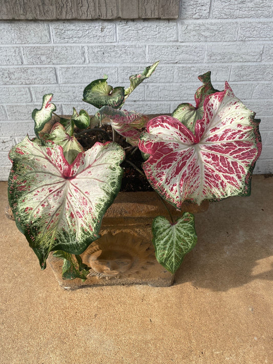 'Peppermint' Caladium – Swirls of Sweet Colors (2 Bulbs) - Blue Buddha Farm
