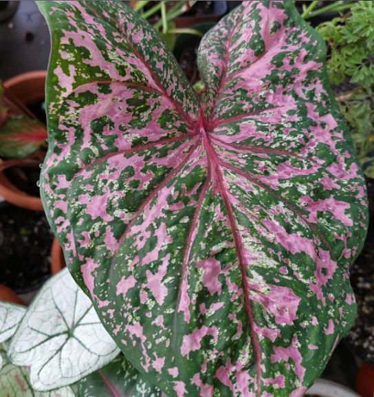 'Pink Beauty' Caladium – Whispers of Pink Joy (2 Bulbs) - Blue Buddha Farm