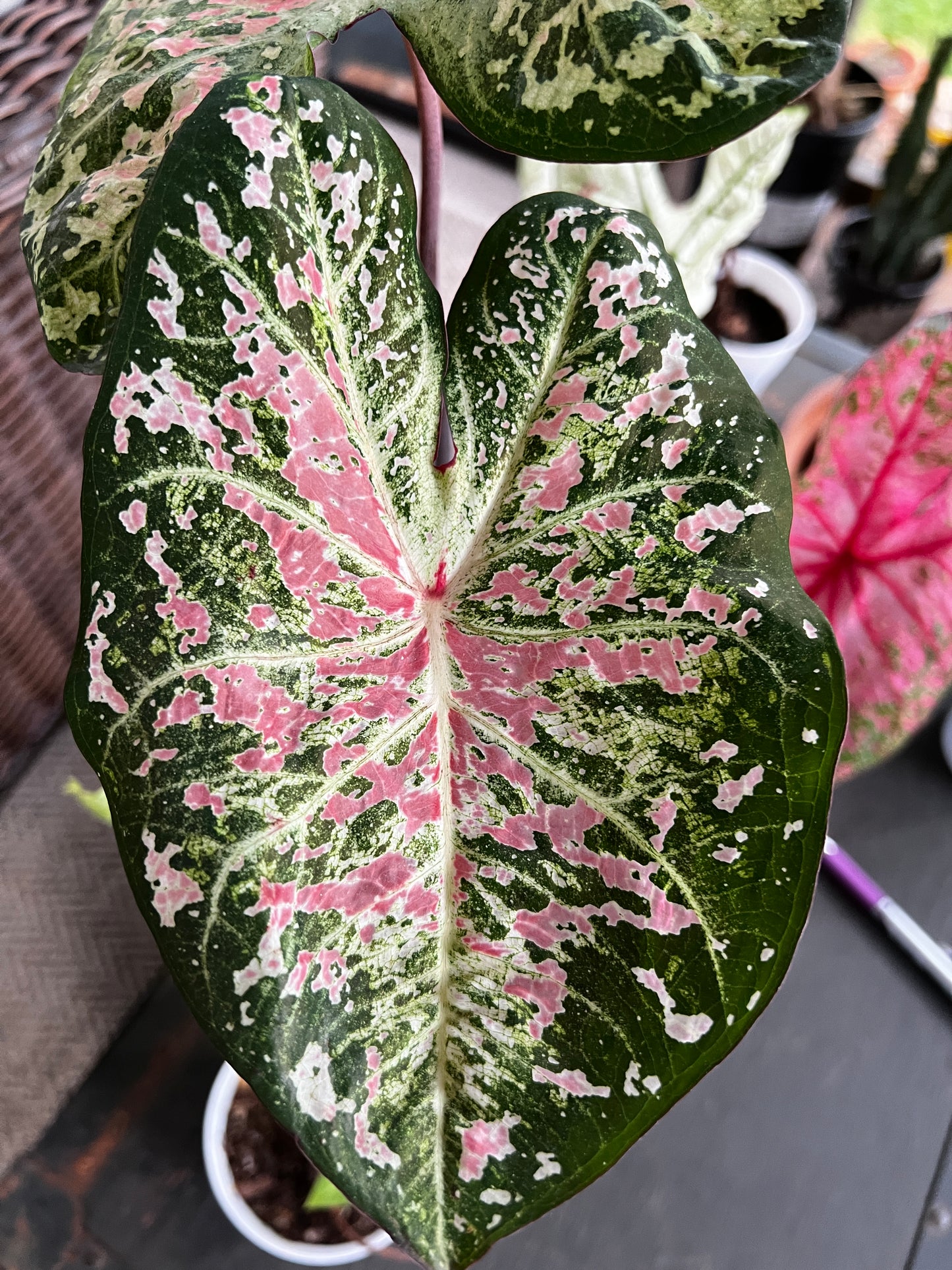 'Pink Cloud' Caladium – Bubble Gum Pink Bliss (2 Bulbs) - Blue Buddha Farm