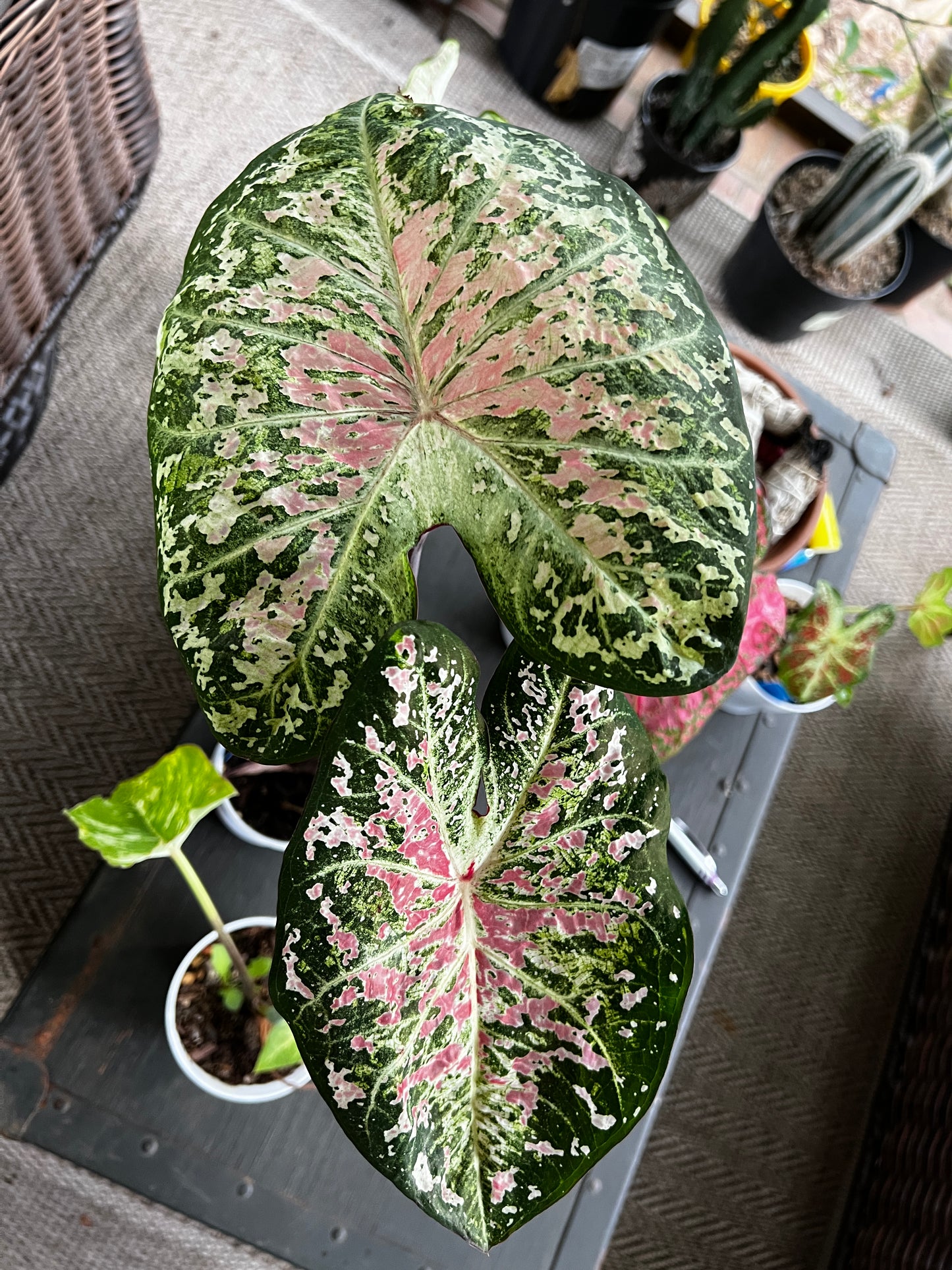 'Pink Cloud' Caladium – Bubble Gum Pink Bliss (2 Bulbs) - Blue Buddha Farm