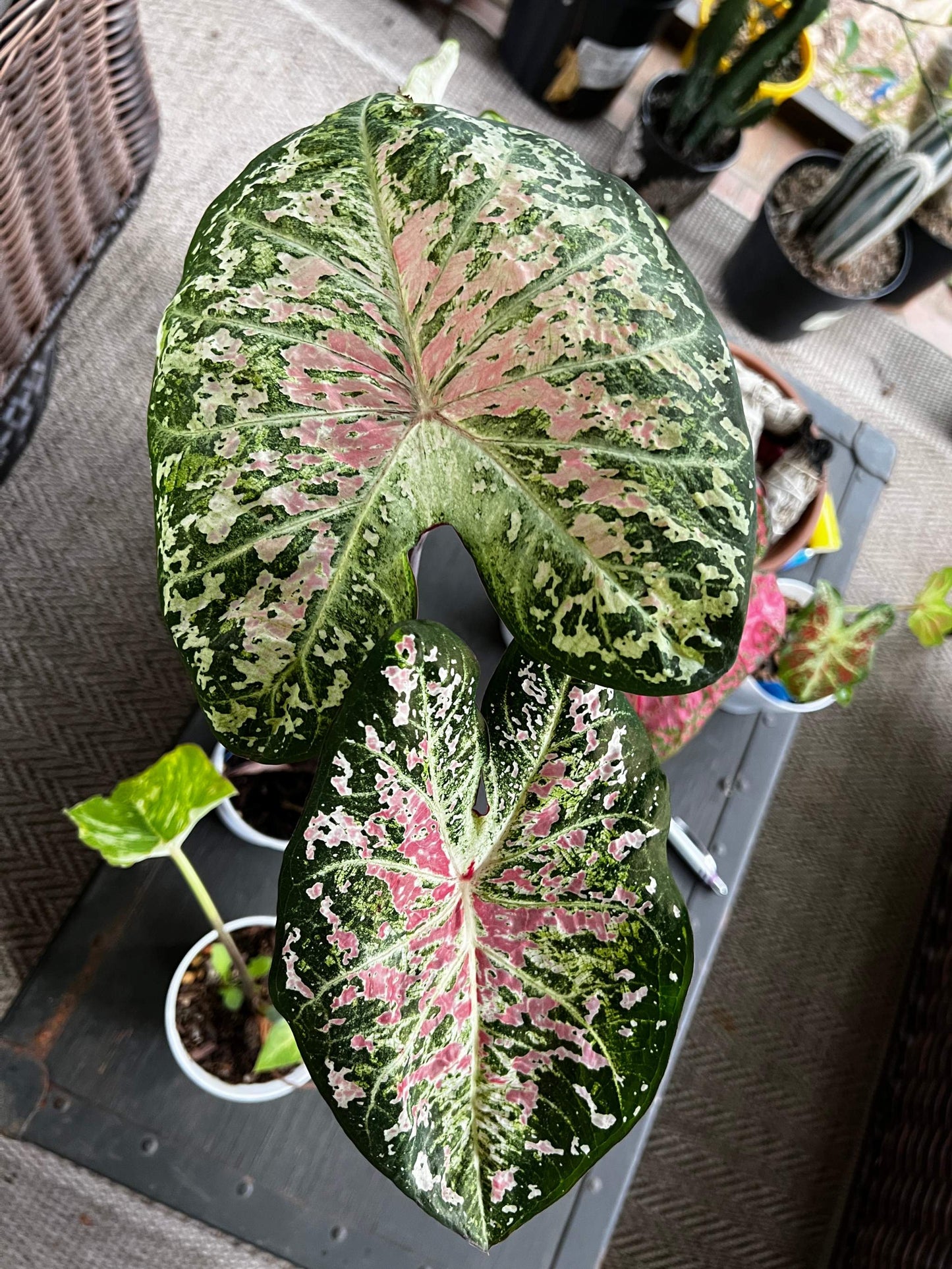 'Pink Cloud' Caladium – Bubble Gum Pink Bliss (2 Bulbs) - Blue Buddha Farm