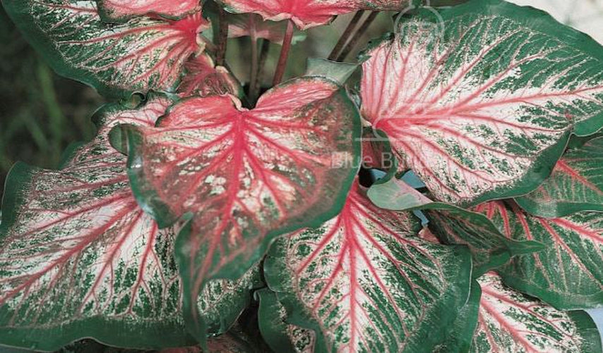 'Pink Gem' Caladium – Salmon Splendor (2 Bulbs) - Blue Buddha Farm
