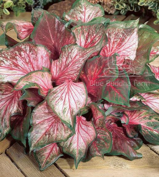 'Pink Gem' Caladium – Salmon Splendor (2 Bulbs) - Blue Buddha Farm