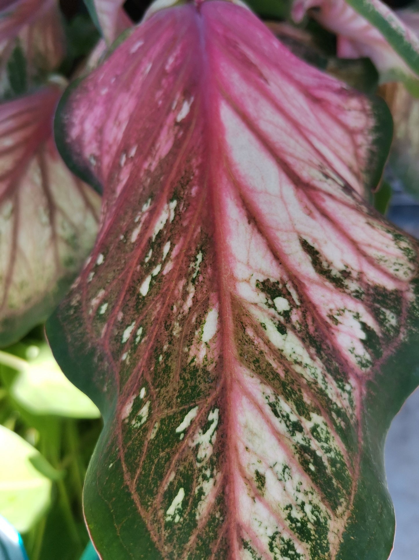 'Pink Gem' Caladium – Salmon Splendor (2 Bulbs) - Blue Buddha Farm