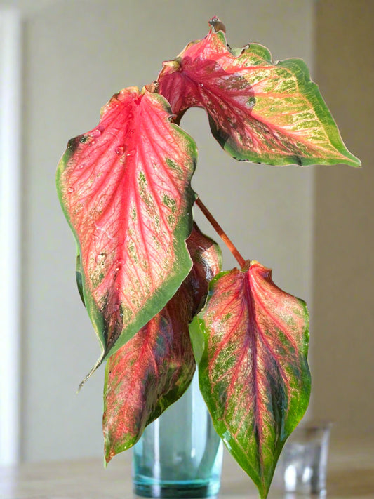 'Pink Gem' Caladium – Salmon Splendor (2 Bulbs) - Blue Buddha Farm