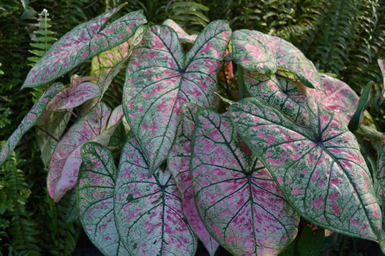 'Pink Illusion' Caladium – Boutique Pink Splashes (2 Bulbs) - Blue Buddha Farm