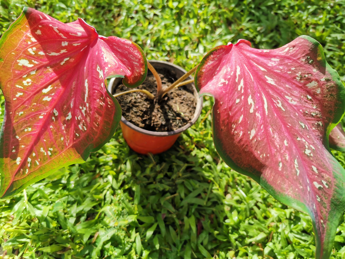 'Pink Panther' Caladium – Stunning Red and Green Elegance (2 Bulbs) - Blue Buddha Farm