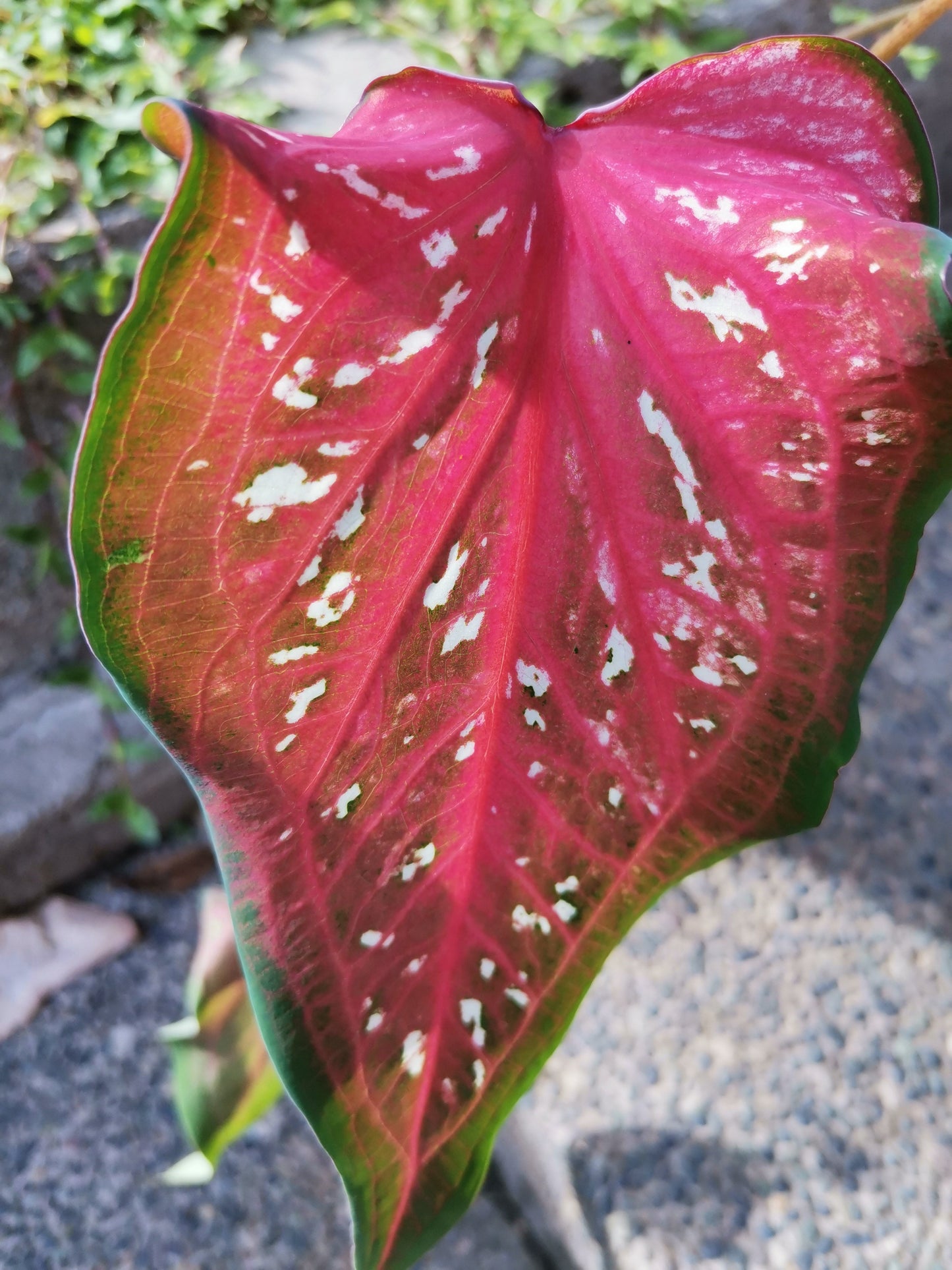 'Pink Panther' Caladium – Stunning Red and Green Elegance (2 Bulbs) - Blue Buddha Farm