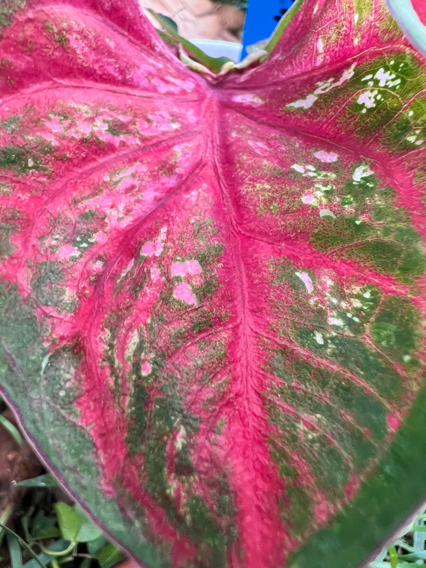 'Pink Panther' Caladium – Stunning Red and Green Elegance (2 Bulbs) - Blue Buddha Farm