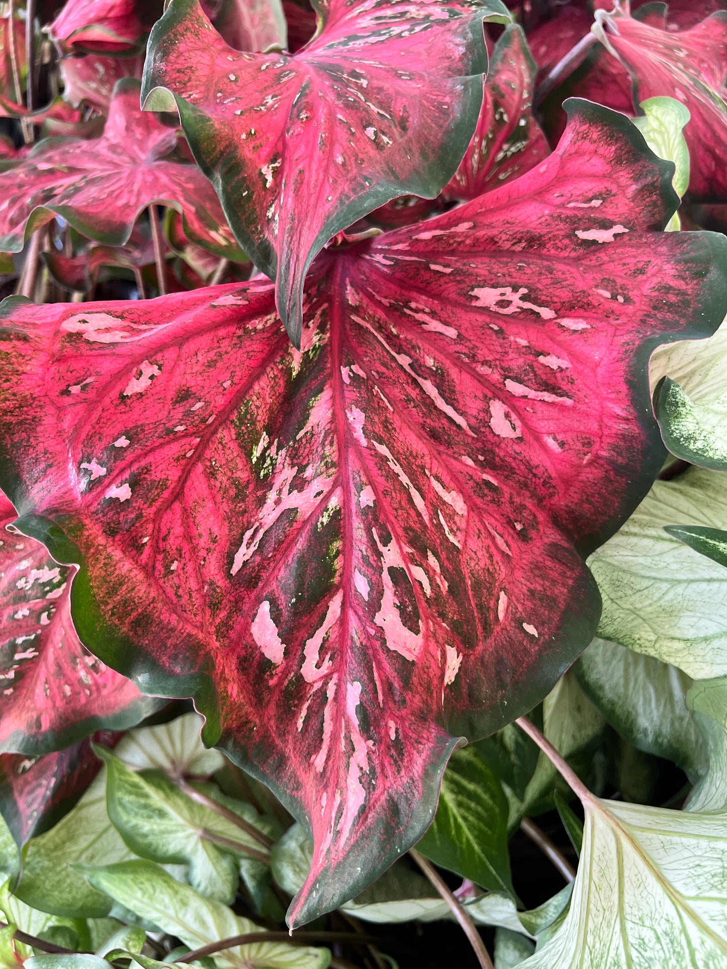 'Pink Panther' Caladium – Stunning Red and Green Elegance (2 Bulbs) - Blue Buddha Farm