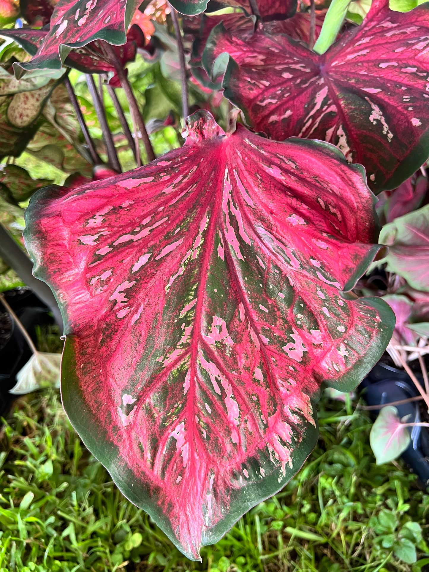 'Pink Panther' Caladium – Stunning Red and Green Elegance (2 Bulbs) - Blue Buddha Farm