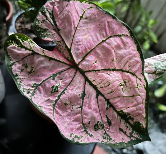 Close-up of Pink Sky Caladium foliage showing watercolor-like blending of colors.