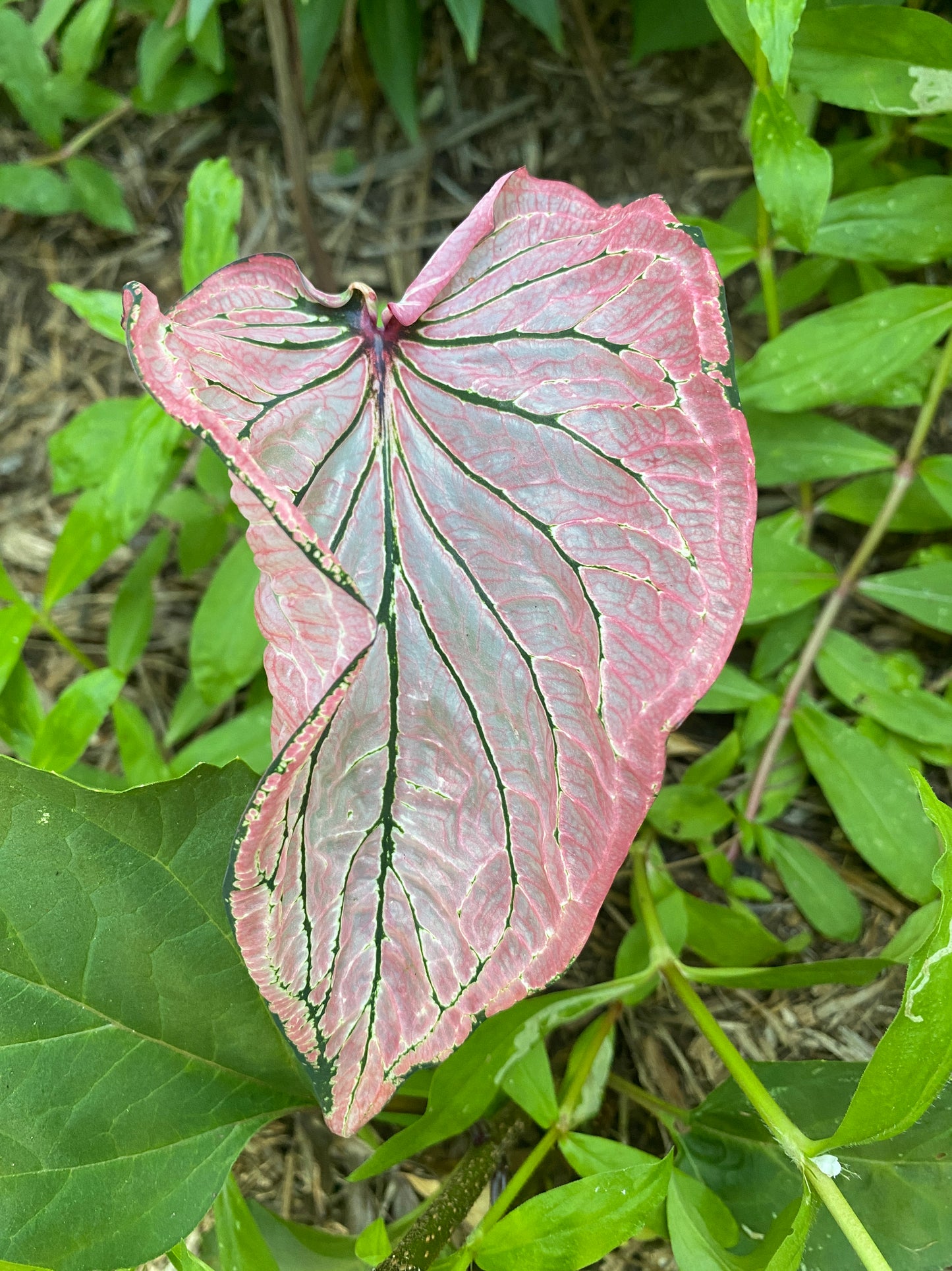 'Pink Symphony' Caladium – Harmonious Pink Hues (2 Bulbs) - Blue Buddha Farm