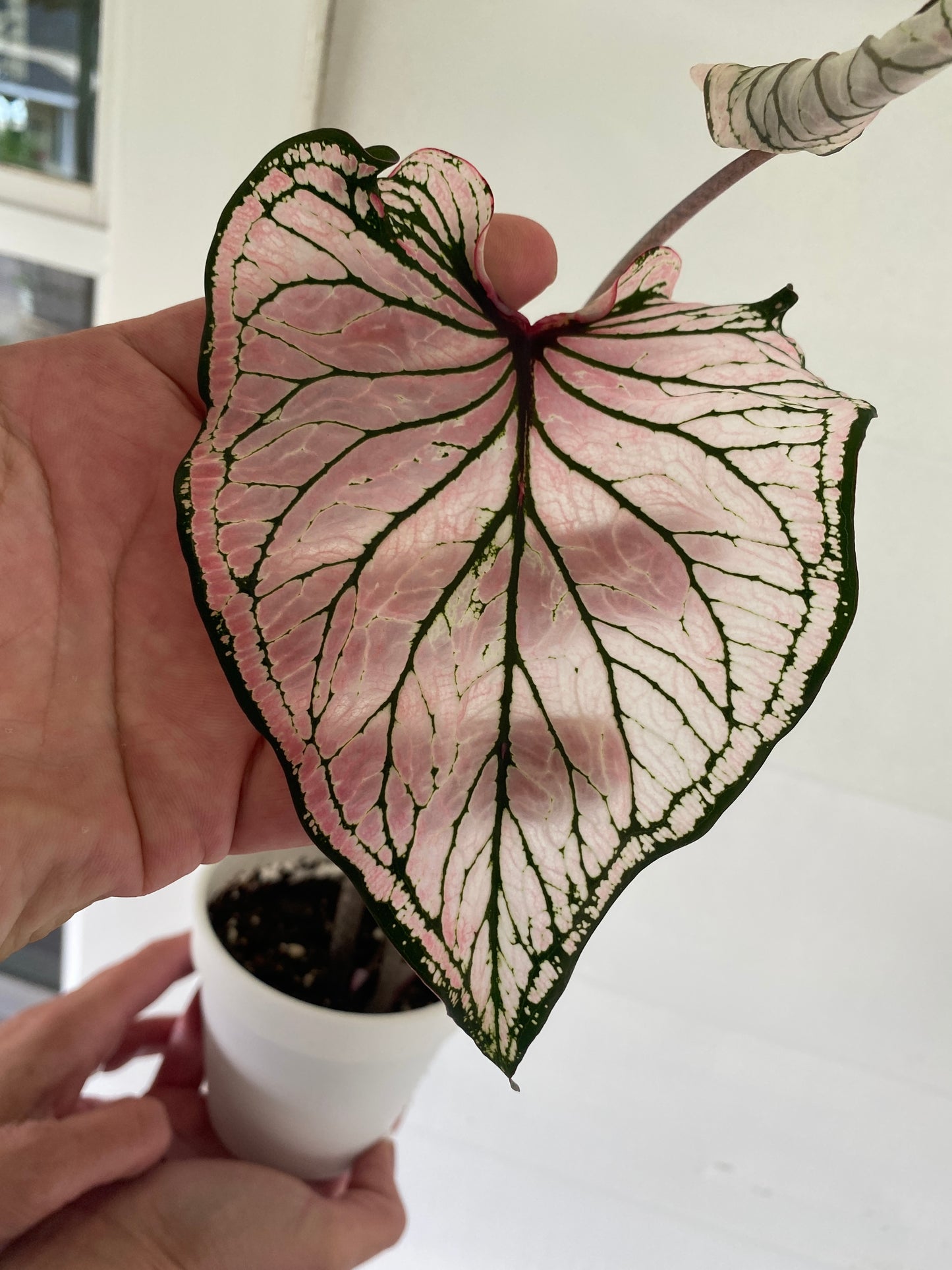 'Pink Symphony' Caladium – Harmonious Pink Hues (2 Bulbs) - Blue Buddha Farm