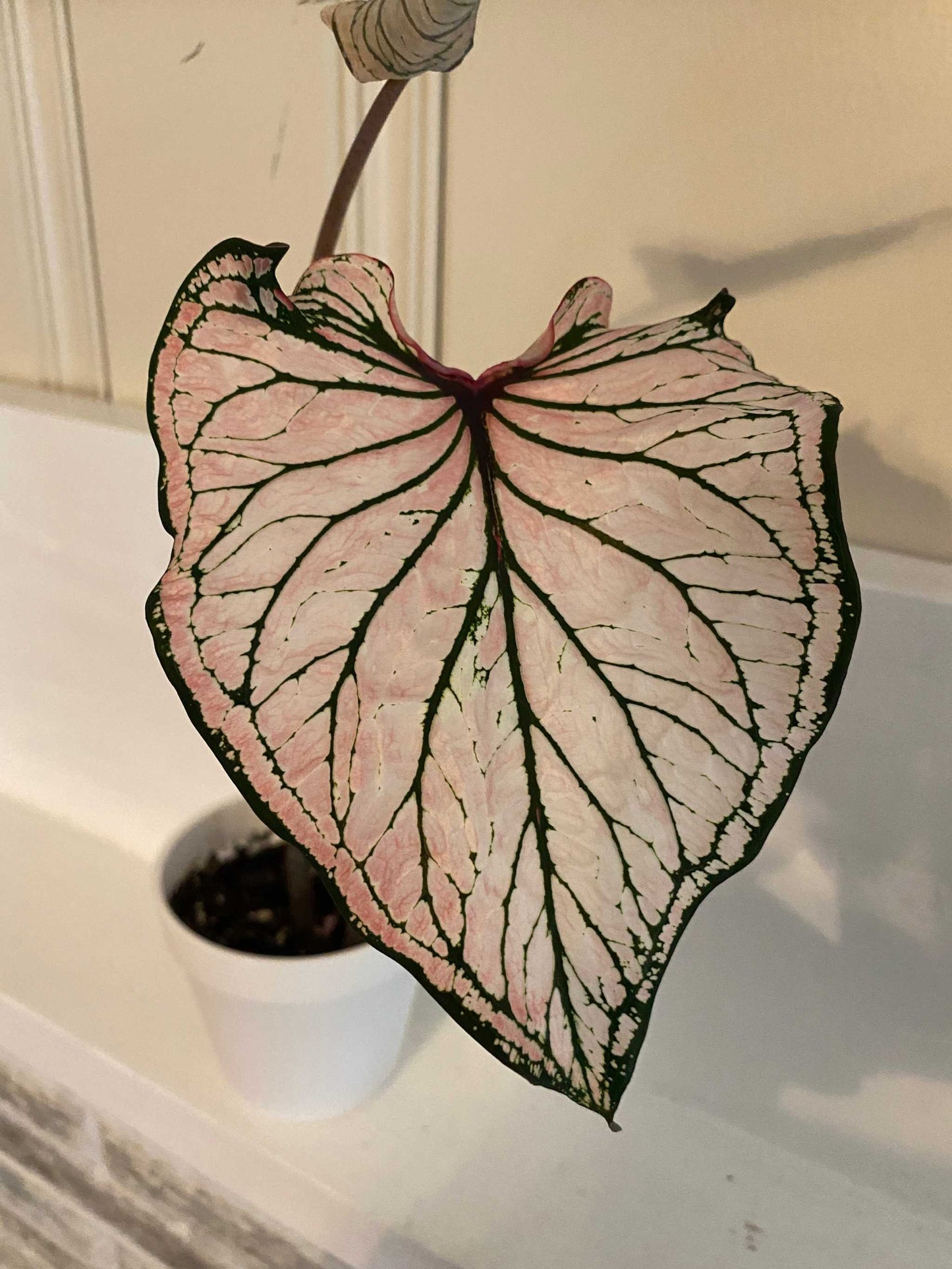 'Pink Symphony' Caladium – Harmonious Pink Hues (2 Bulbs) - Blue Buddha Farm
