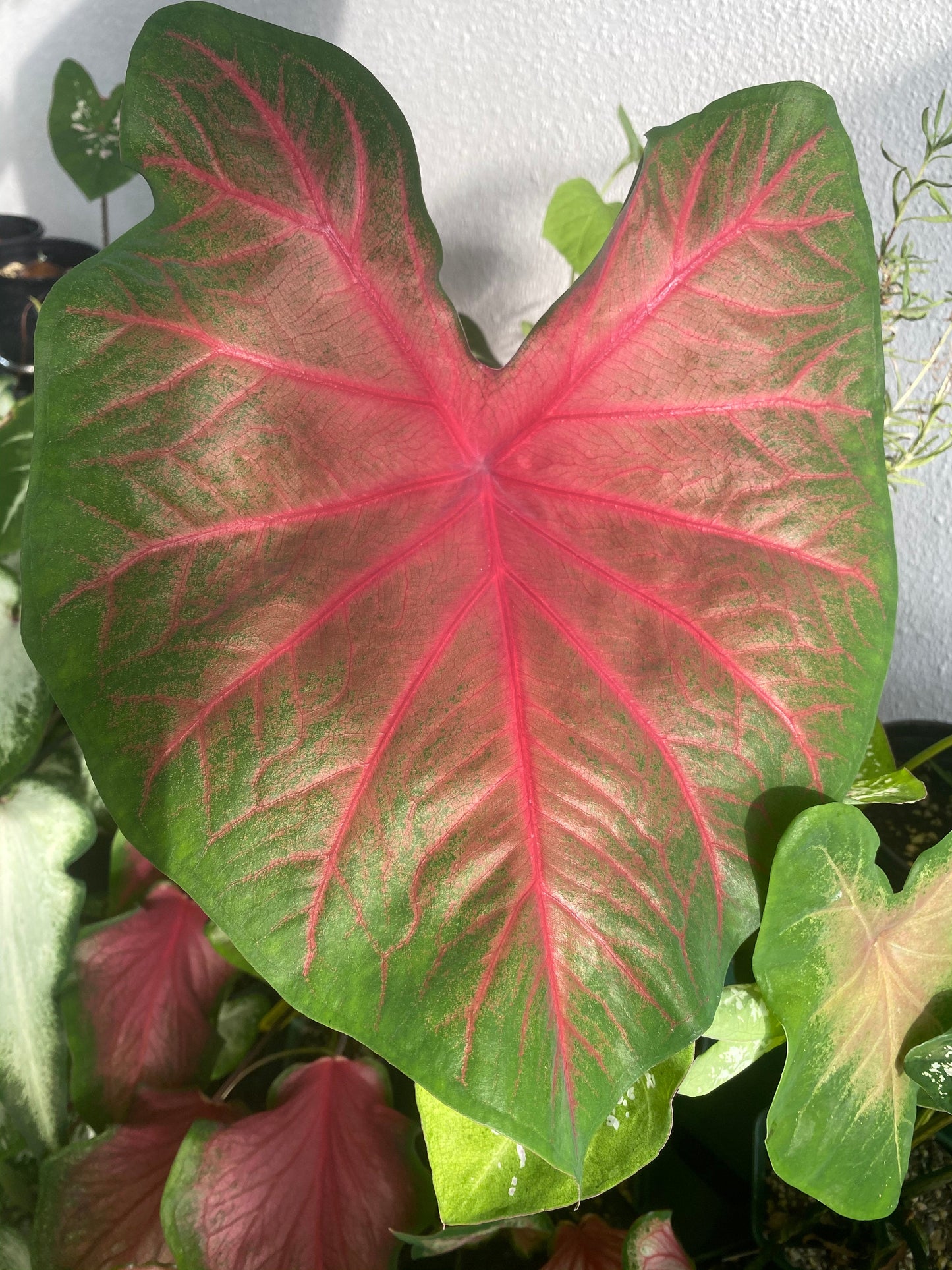 'Poecile Anglais' Caladium – Subtle Crimson Splashes (2 Bulbs) - Blue Buddha Farm
