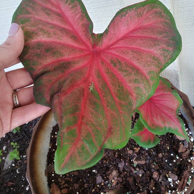 'Poecile Anglais' Caladium – Subtle Crimson Splashes (2 Bulbs) - Blue Buddha Farm