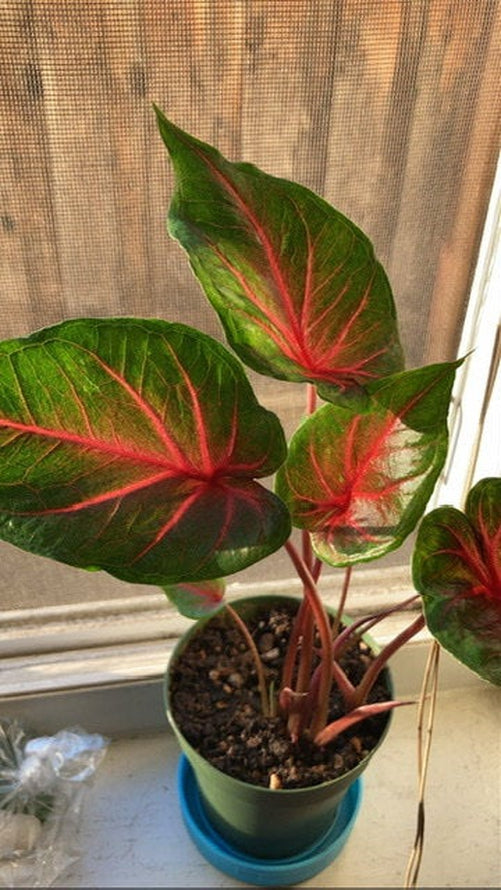 'Poecile Anglais' Caladium – Subtle Crimson Splashes (2 Bulbs) - Blue Buddha Farm