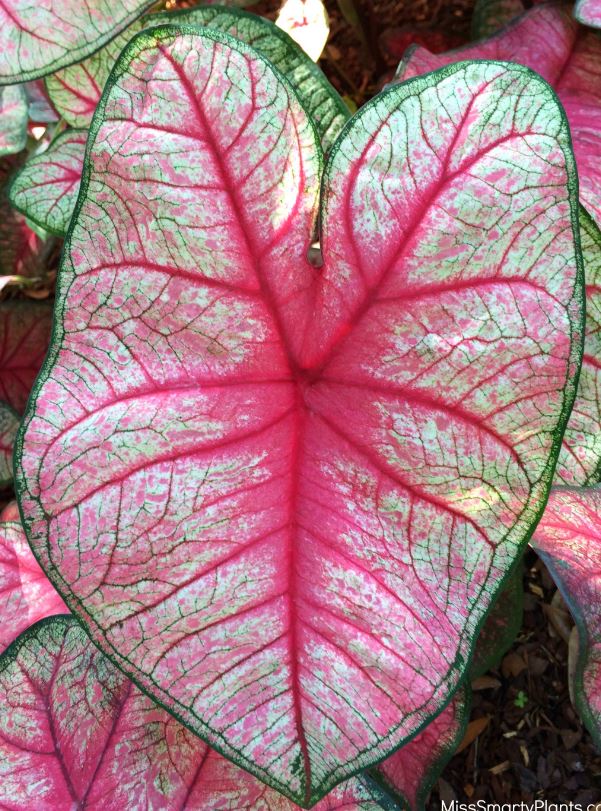 Radiance Caladium (2 bulbs) - Preorder ** Preorder for Spring 2024 ** - Blue Buddha Farm
