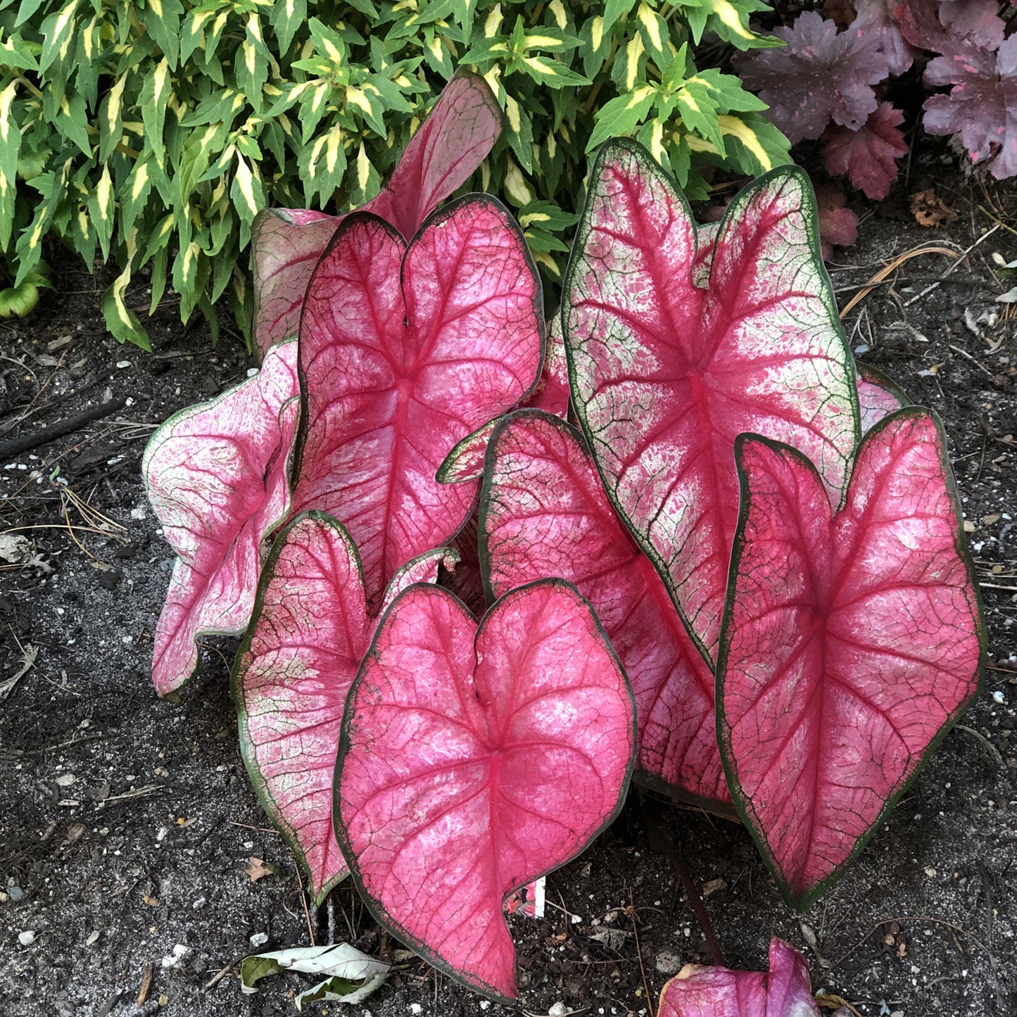 Radiance Caladium (2 bulbs) - Preorder ** Preorder for Spring 2024 ** - Blue Buddha Farm