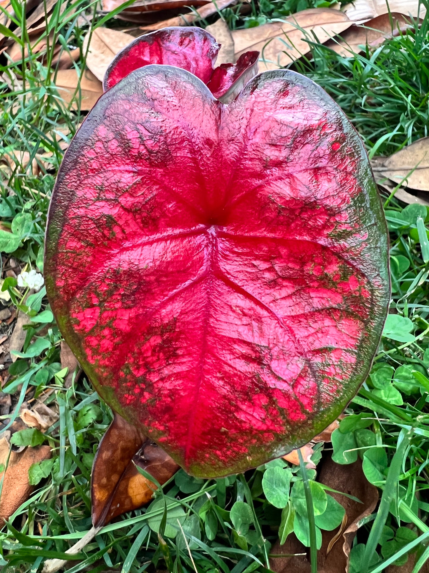 Radiance Caladium (2 bulbs) - Preorder ** Preorder for Spring 2024 ** - Blue Buddha Farm
