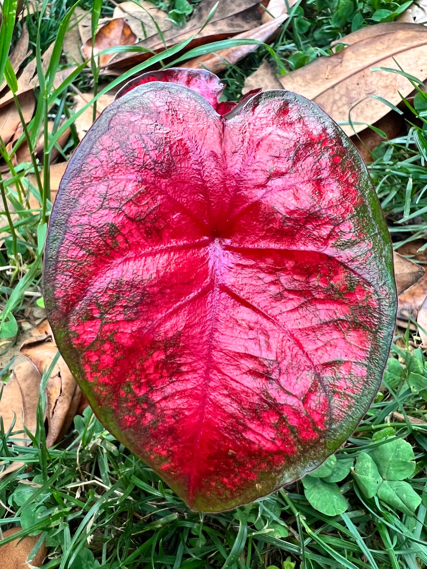 Radiance Caladium (2 bulbs) - Preorder ** Preorder for Spring 2024 ** - Blue Buddha Farm