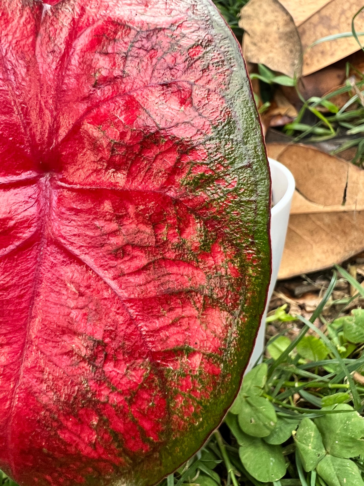 Radiance Caladium (2 bulbs) - Preorder ** Preorder for Spring 2024 ** - Blue Buddha Farm