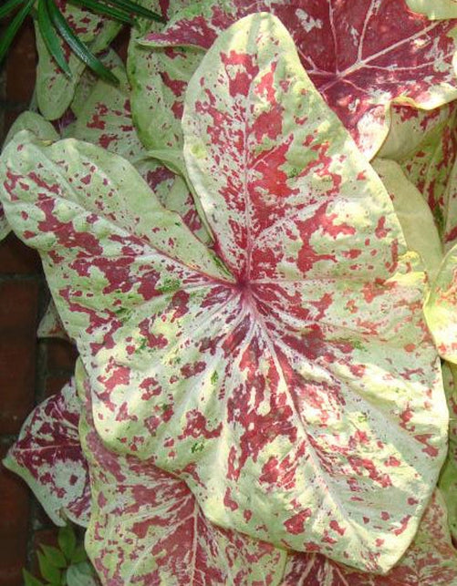 'Raspberry Moon' Caladium – Raspberry Splashes and Verdant Greens (2 Bulbs) - Blue Buddha Farm