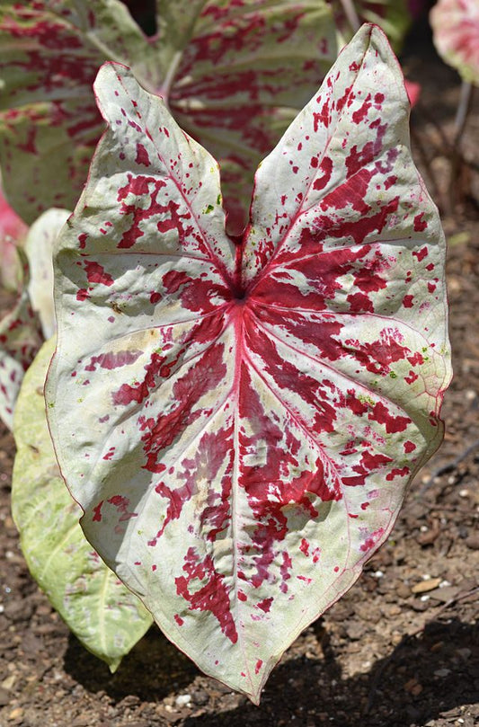 'Raspberry Moon' Caladium – Raspberry Splashes and Verdant Greens (2 Bulbs) - Blue Buddha Farm