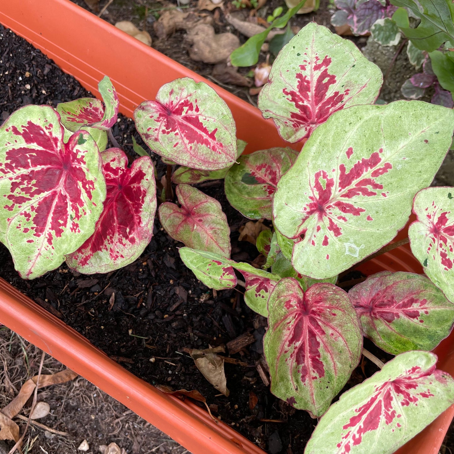 'Raspberry Moon' Caladium – Raspberry Splashes and Verdant Greens (2 Bulbs) - Blue Buddha Farm