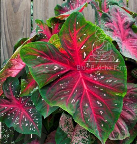 'Red Flash' Caladium – Majestic Red Elegance (2 Bulbs) - Blue Buddha Farm