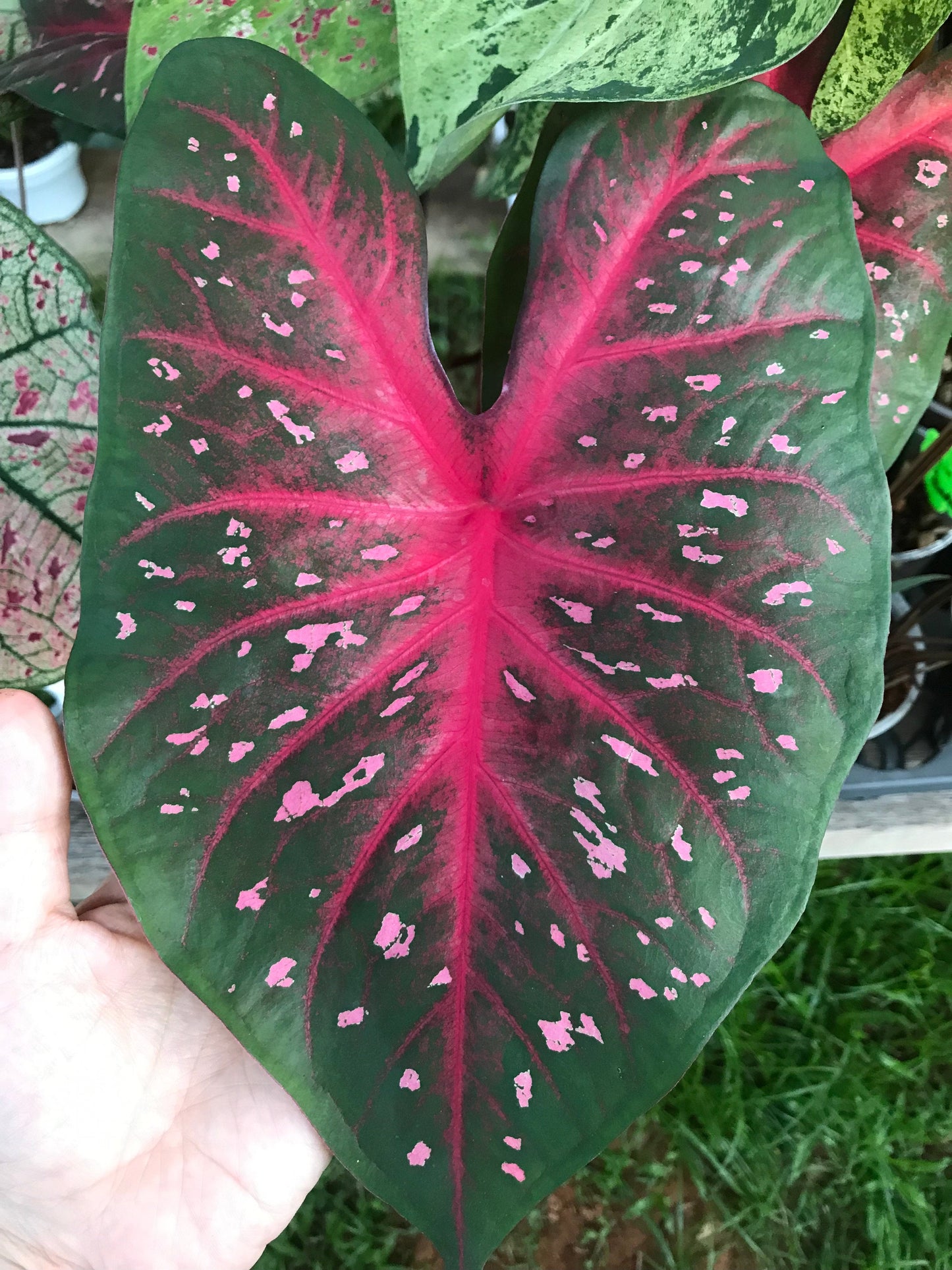 'Red Flash' Caladium – Majestic Red Elegance (2 Bulbs) - Blue Buddha Farm