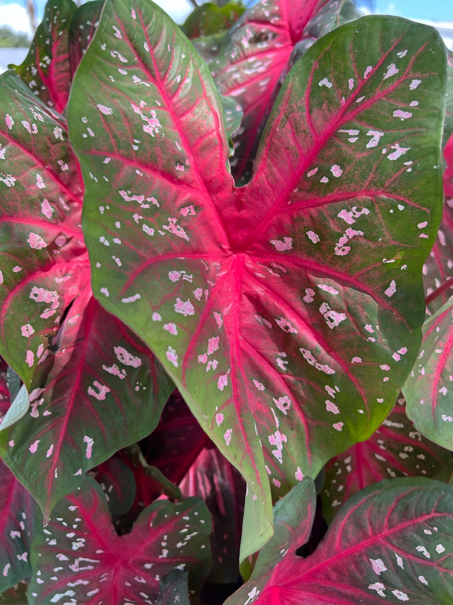 'Red Flash' Caladium – Majestic Red Elegance (2 Bulbs) - Blue Buddha Farm
