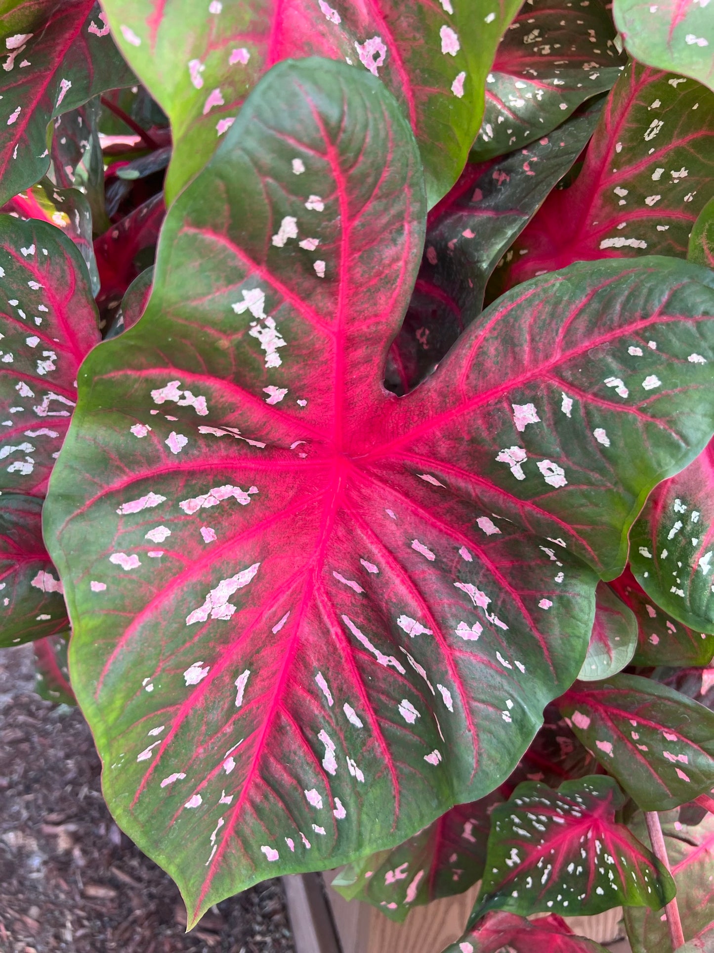 'Red Flash' Caladium – Majestic Red Elegance (2 Bulbs) - Blue Buddha Farm