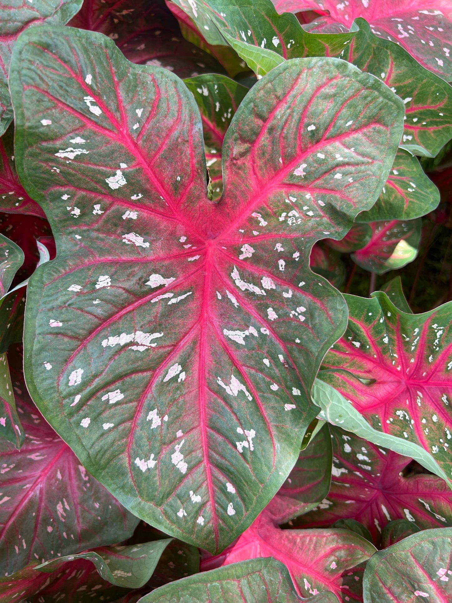 'Red Flash' Caladium – Majestic Red Elegance (2 Bulbs) - Blue Buddha Farm