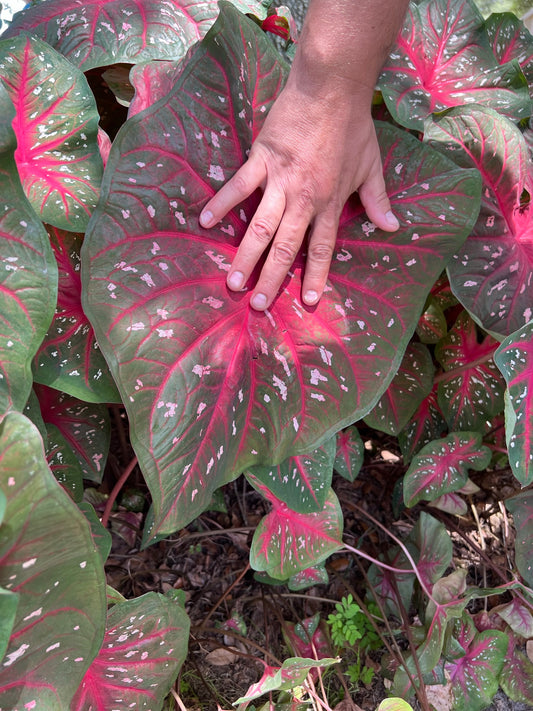 'Red Flash' Caladium – Majestic Red Elegance (2 Bulbs) - Blue Buddha Farm