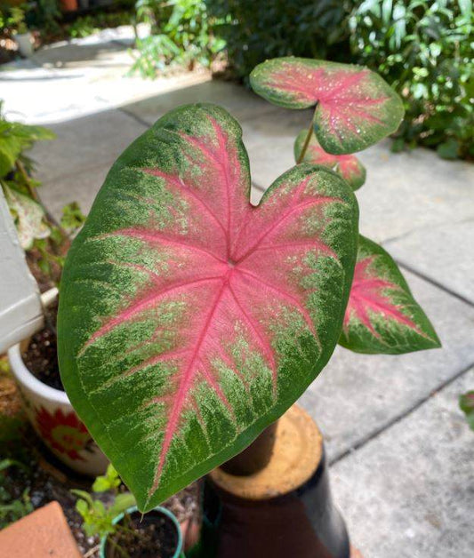 Rosebud' Caladium – Radiant Pink Splendor (2 Bulbs) - Blue Buddha Farm