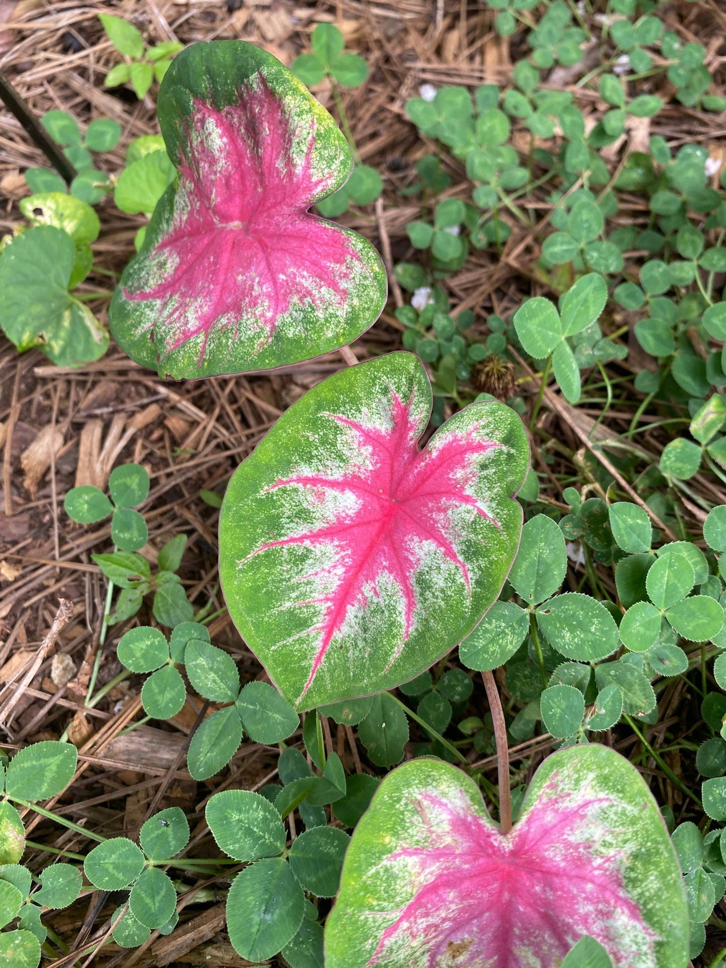 Rosebud' Caladium – Radiant Pink Splendor (2 Bulbs) - Blue Buddha Farm