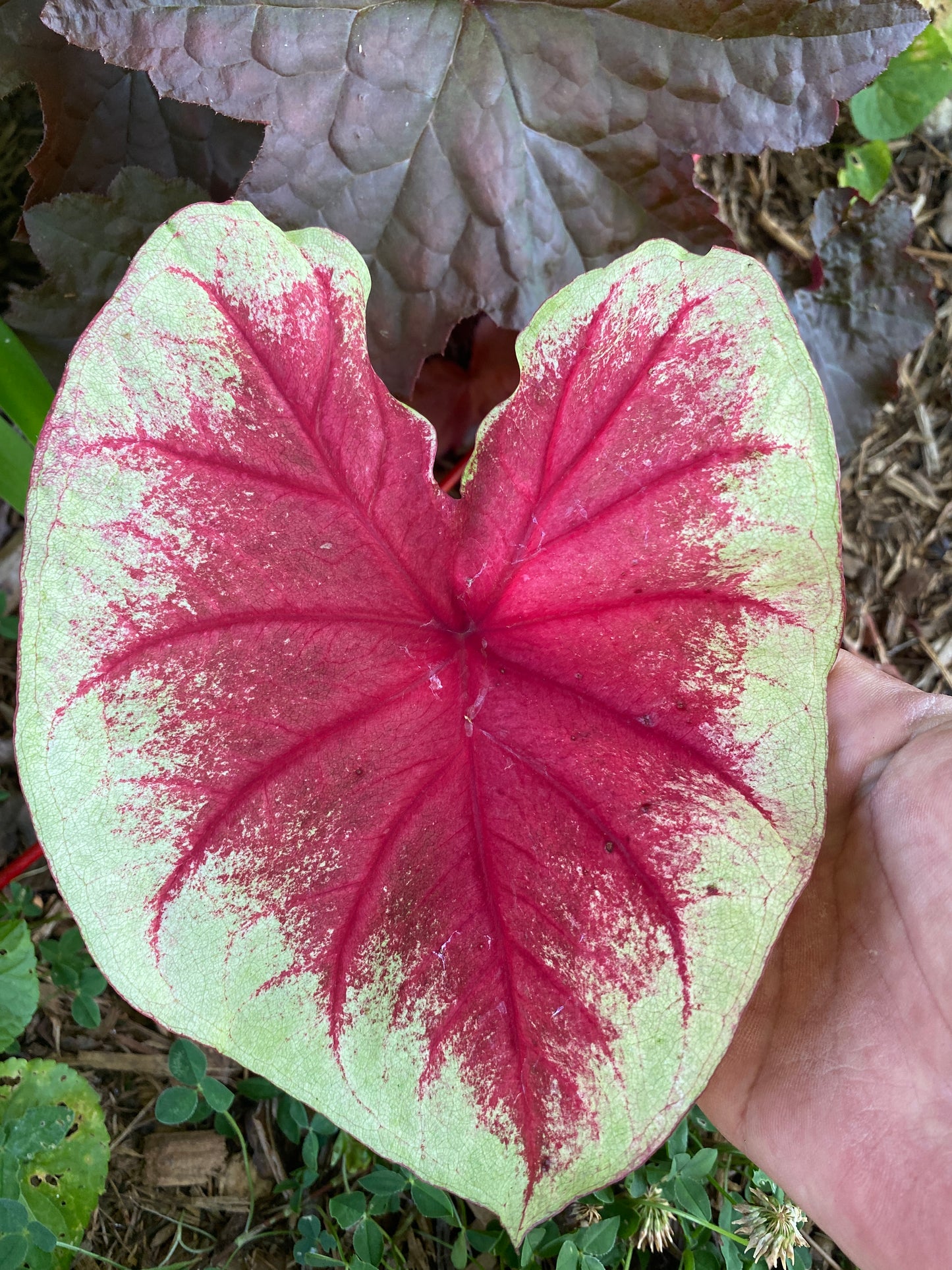 'Scarlet Pimpernel' Caladium – Vibrant Shades of Red and Green (2 Bulbs) - Blue Buddha Farm