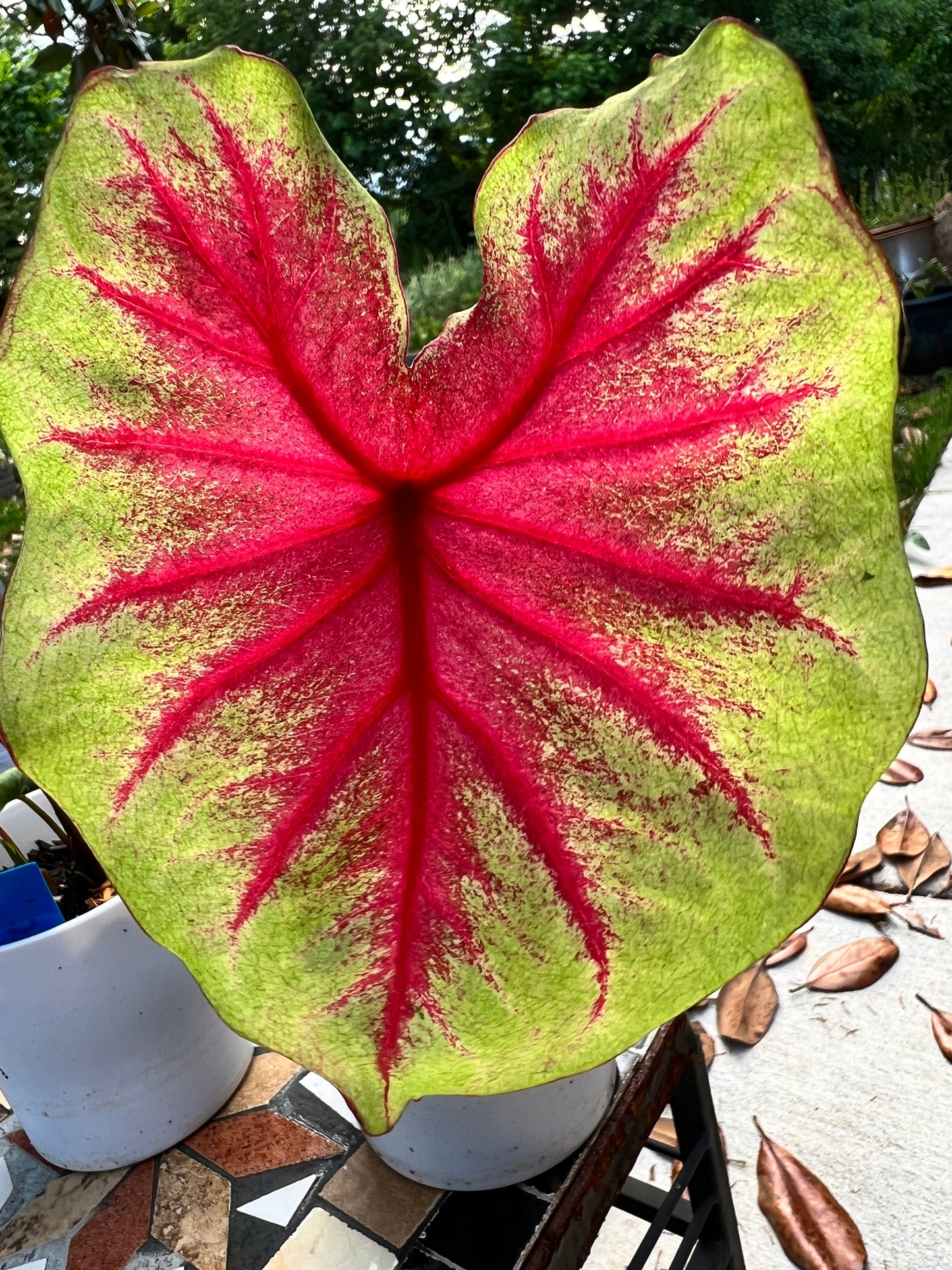 'Scarlet Pimpernel' Caladium – Vibrant Shades of Red and Green (2 Bulbs) - Blue Buddha Farm