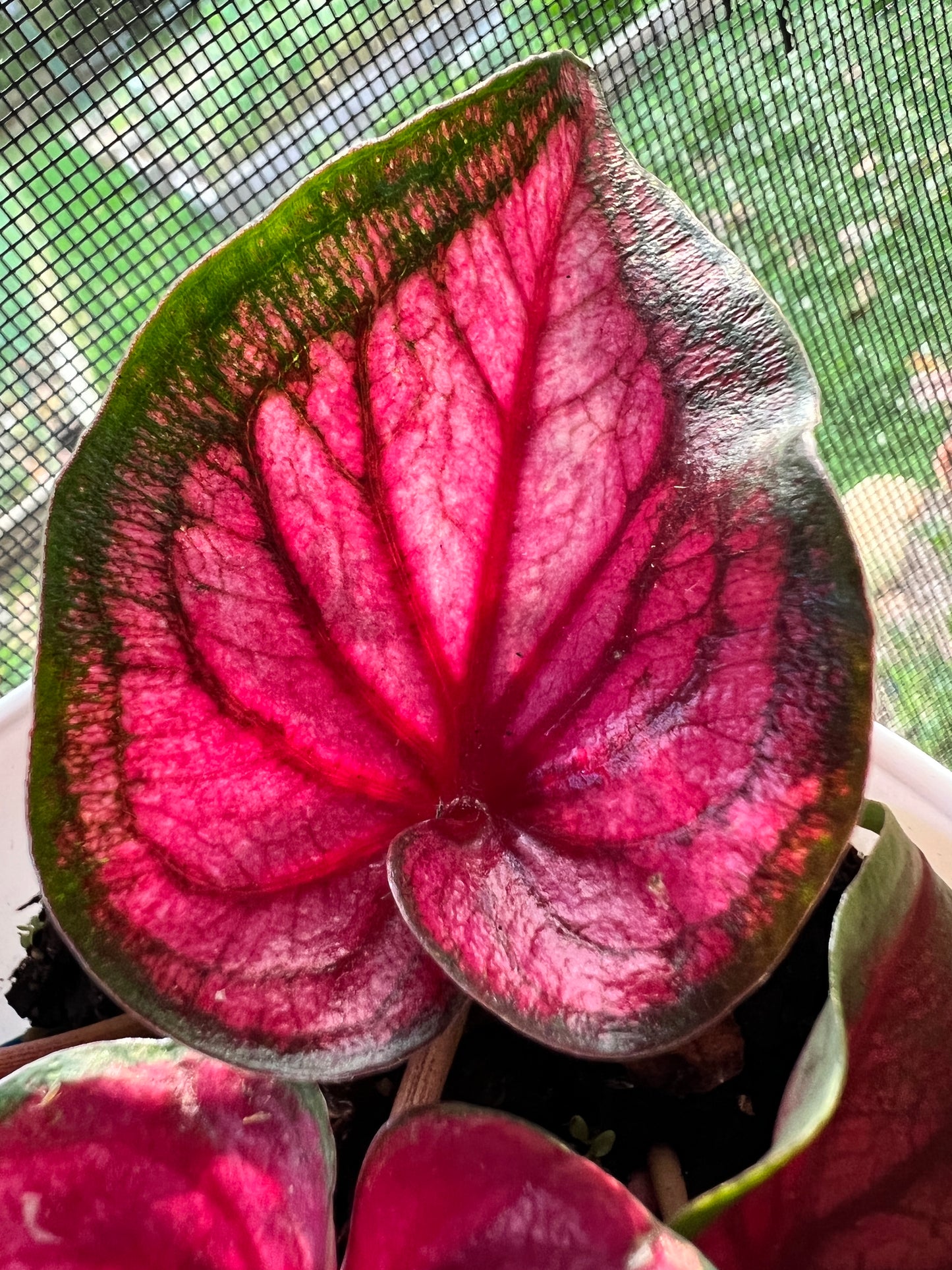 'Sizzle' Caladium – Vibrant Dance of Colors (2 Bulbs) - Blue Buddha Farm