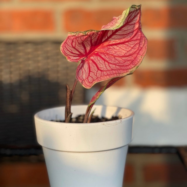 'Sizzle' Caladium – Vibrant Dance of Colors (2 Bulbs) - Blue Buddha Farm