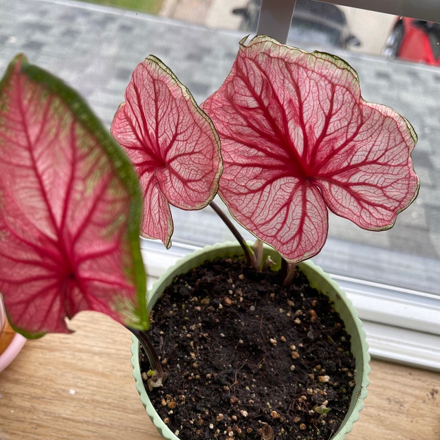 'Sizzle' Caladium – Vibrant Dance of Colors (2 Bulbs) - Blue Buddha Farm