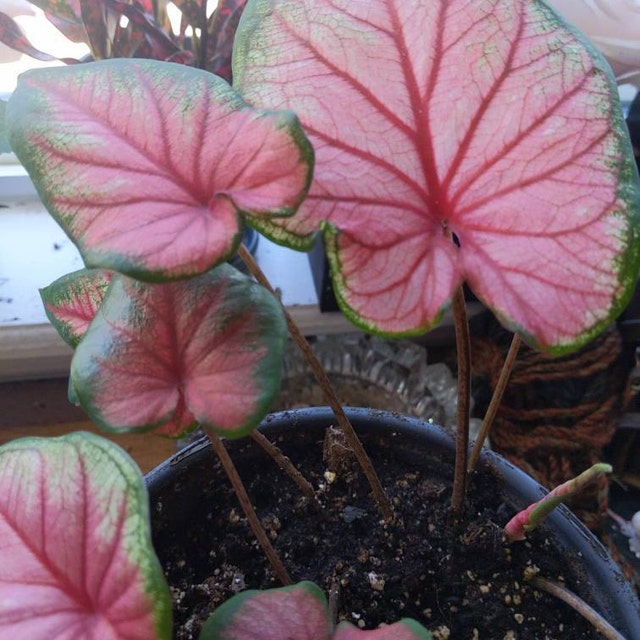 'Sizzle' Caladium – Vibrant Dance of Colors (2 Bulbs) - Blue Buddha Farm