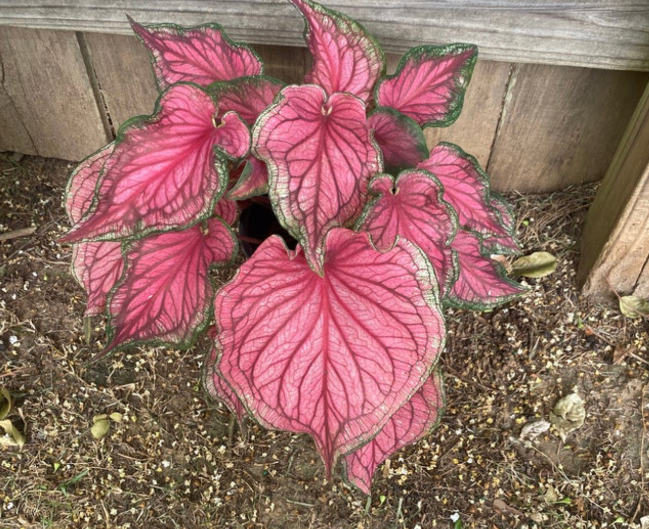 'Sizzle' Caladium – Vibrant Dance of Colors (2 Bulbs) - Blue Buddha Farm