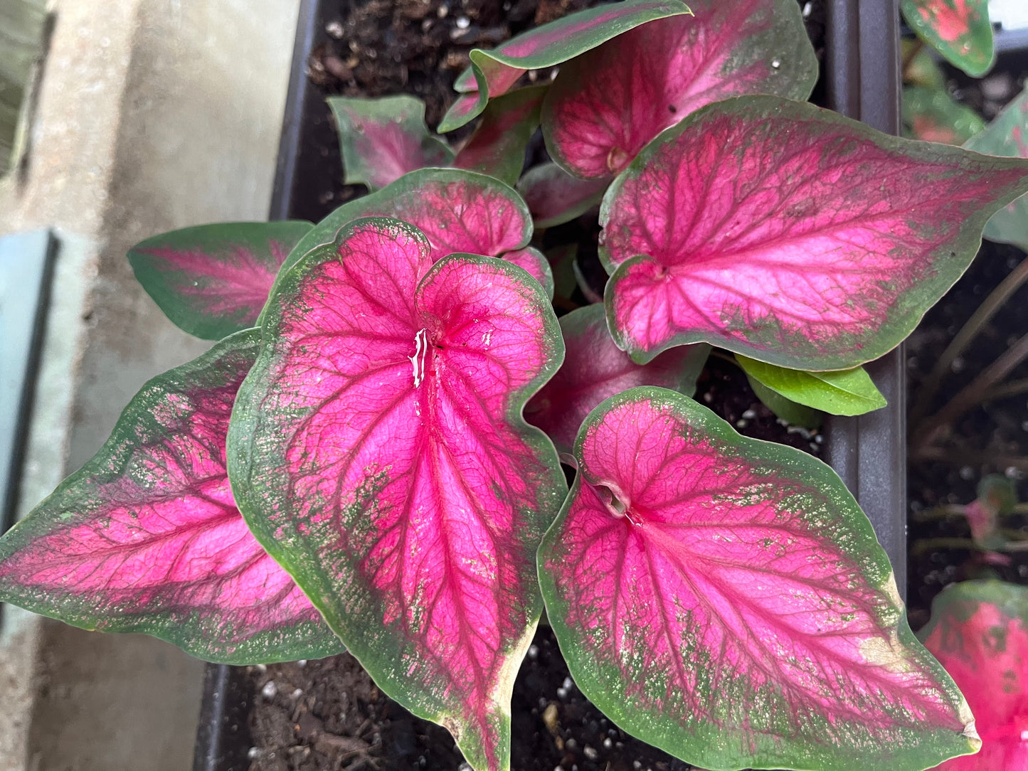 'Sizzle' Caladium – Vibrant Dance of Colors (2 Bulbs) - Blue Buddha Farm