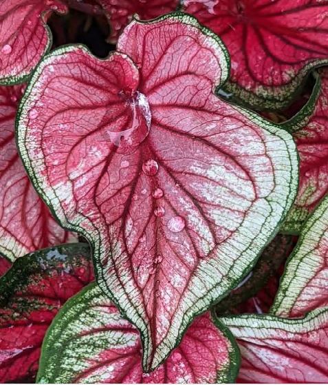 'Sizzle' Caladium – Vibrant Dance of Colors (2 Bulbs) - Blue Buddha Farm