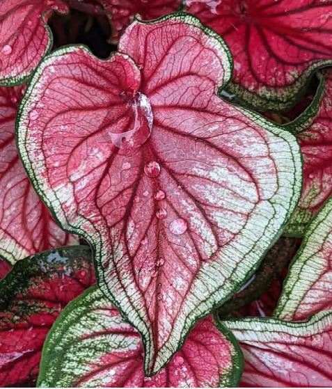 'Sizzle' Caladium – Vibrant Dance of Colors (2 Bulbs) - Blue Buddha Farm