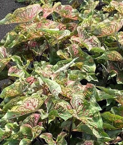 'Spicy Lizard' Caladium – Exotic Foliage with a Twist (2 Bulbs) - Blue Buddha Farm
