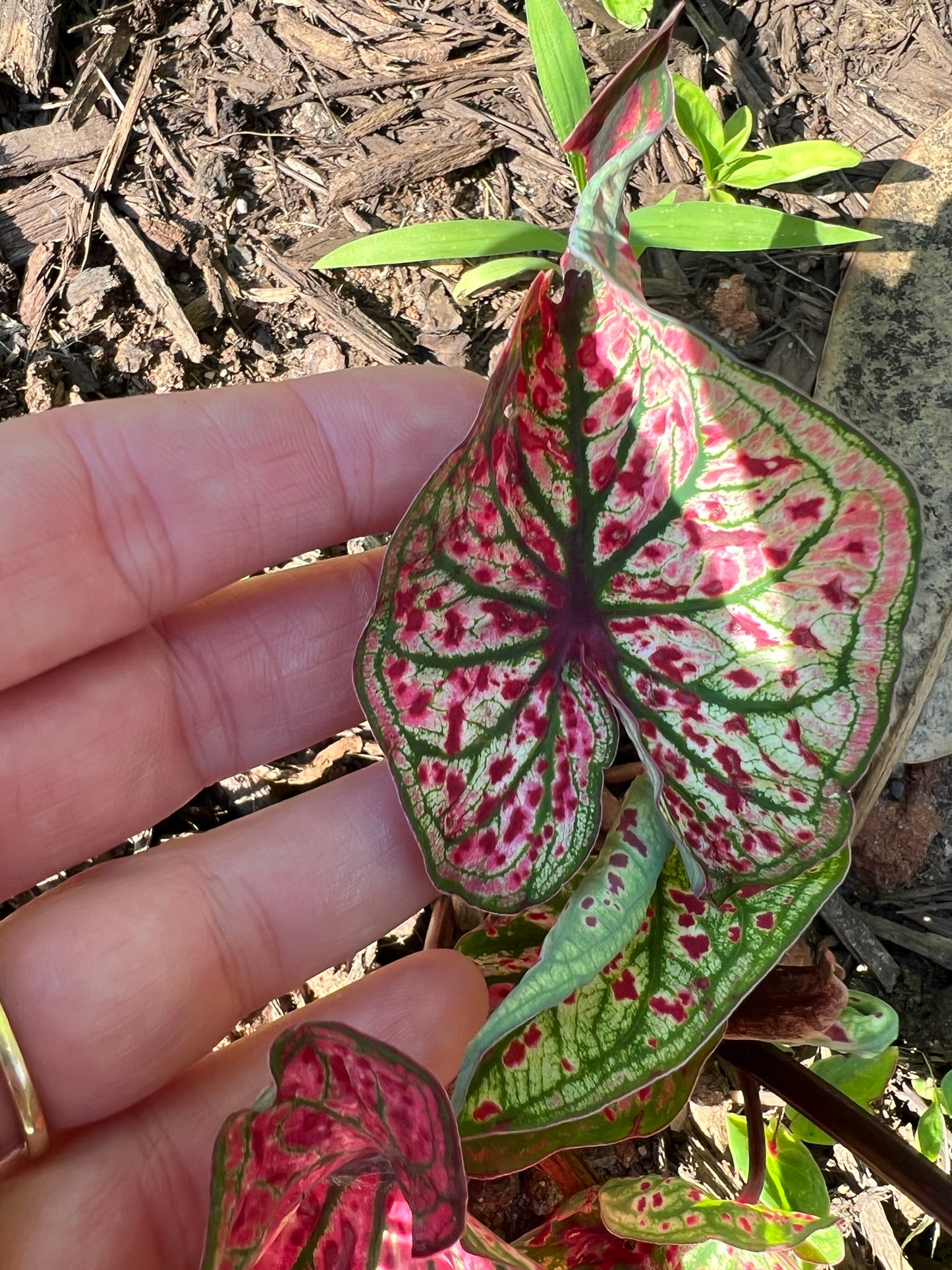 'Spicy Lizard' Caladium – Exotic Foliage with a Twist (2 Bulbs) - Blue Buddha Farm